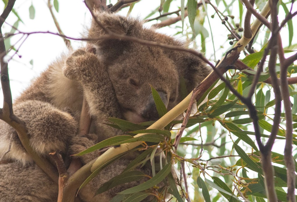 Kangaroo Island, Australia